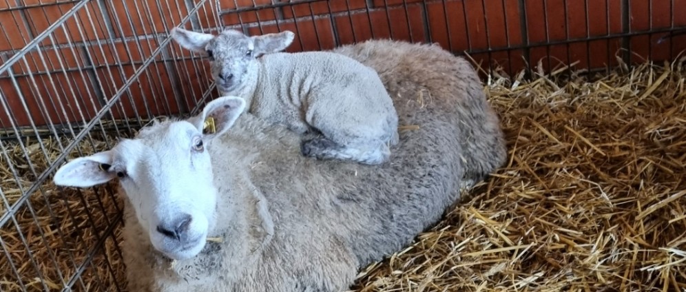 Spenden sammeln | Tiergestützte Intervention | Spendenseite