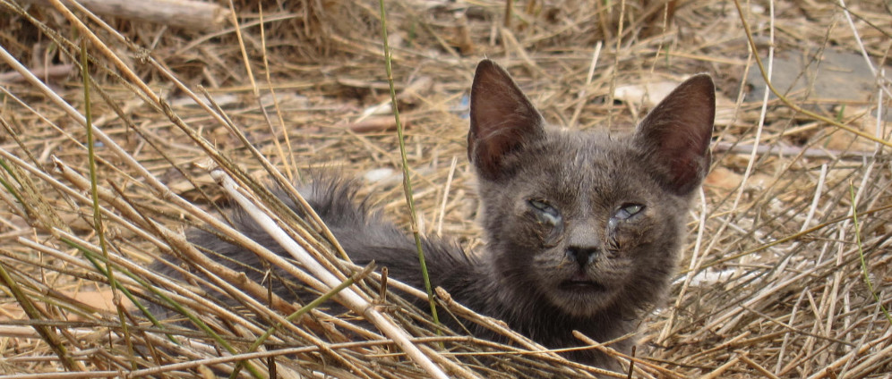 Spenden sammeln | Rettet das Leben vieler Wild und Straßenkatzen | Spendenseite