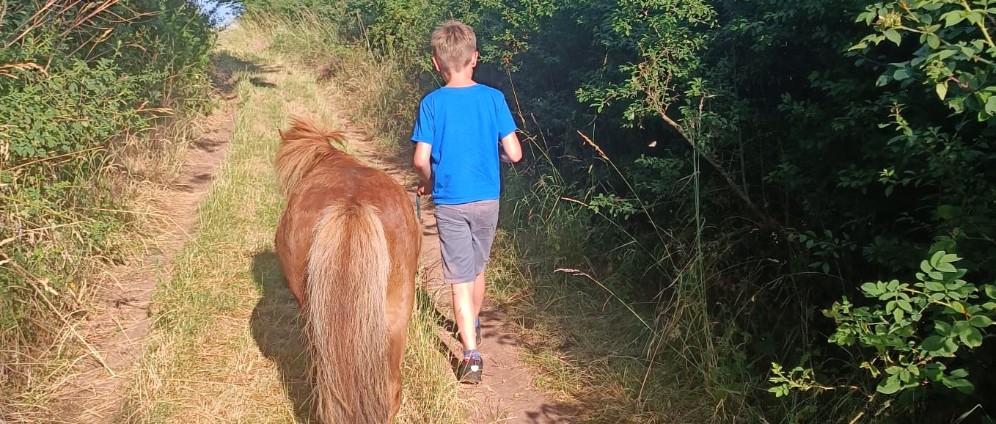 Spenden sammeln | OP Kosten für Kinderpony Fips | Spendenseite