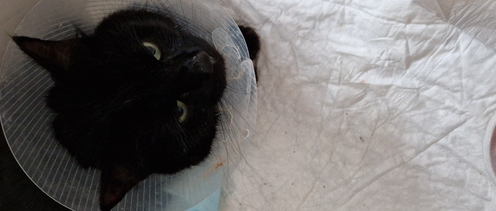 Spenden sammeln | Blacky OP Kater | Spendenseite