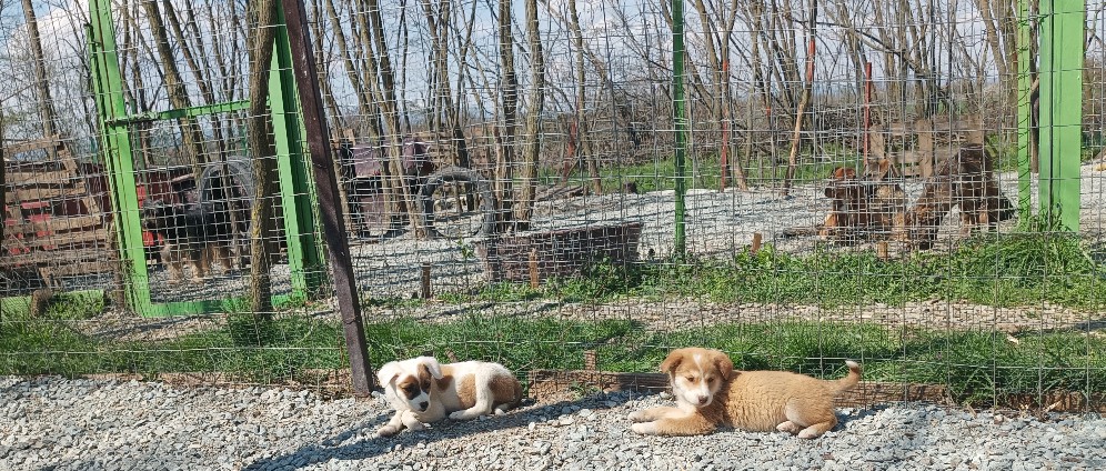 Spenden sammeln | Hunde Auffangstation Pristina Dogshelter | Spendenseite
