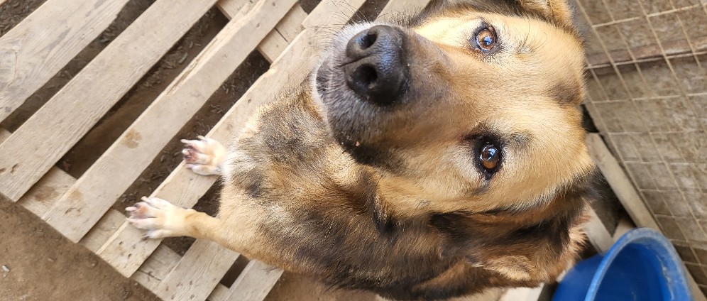 Spenden sammeln | Nassfutter für die Auffangstation für kranke Tiere | Spendenseite