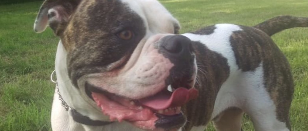 Spenden sammeln | Bulldogge LOKI Bitte Seid Für Mich Da. | Spendenseite