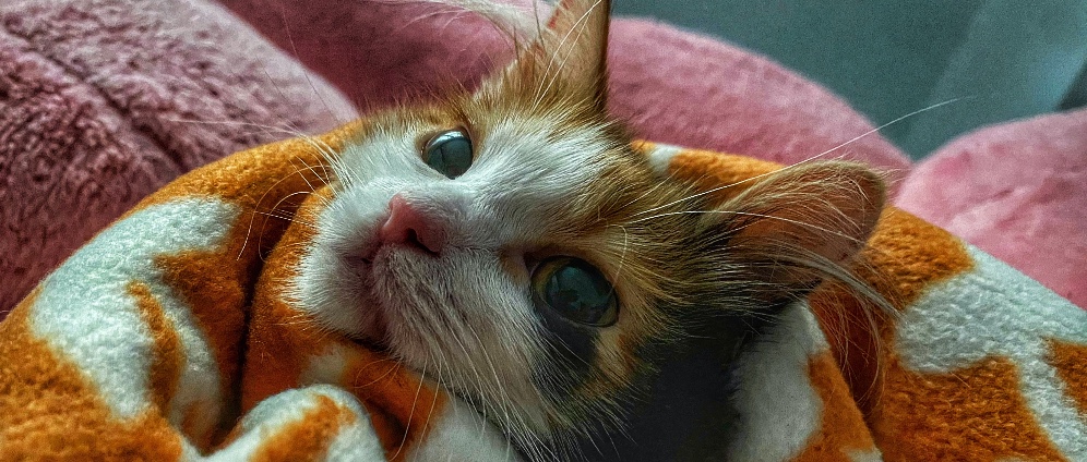 Der Kampf gegen FIP Feline infektiöse Peritonitis | Spenden sammeln