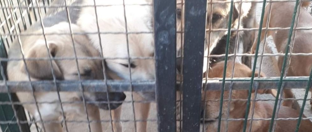 Spenden sammeln | Strassenhunde und Katzen in Not | Spendenseite