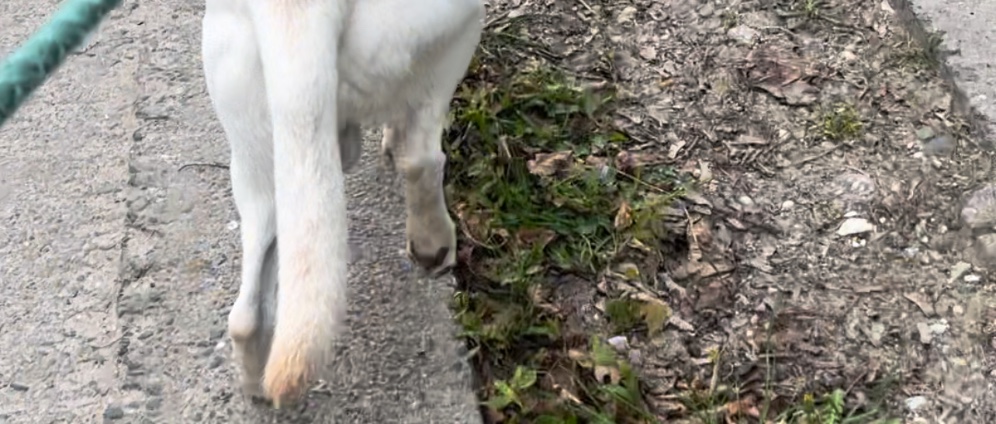 Spenden sammeln | Mein Hund muss operiert werden | Spendenseite