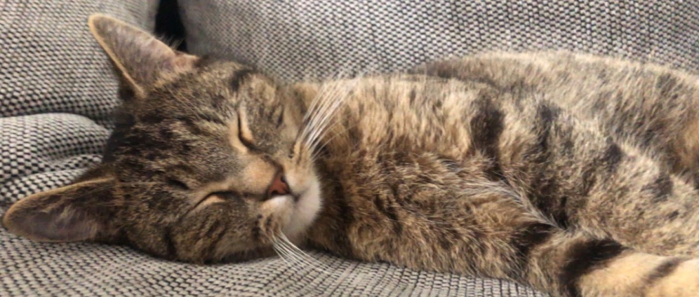 Spenden sammeln | Kater in Not | Spendenseite