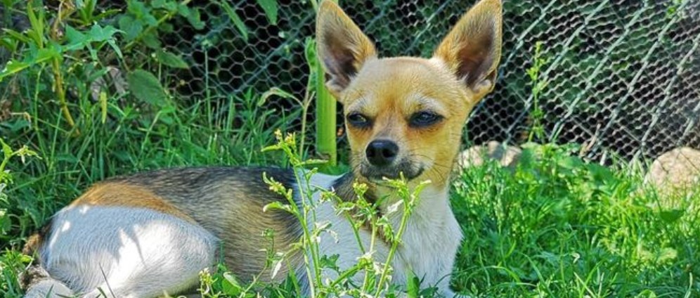 Spenden sammeln | Herzenssachse Hundepension | Spendenseite