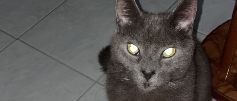 Spenden sammeln | OP Kosten für meinen Kater | Spendenseite