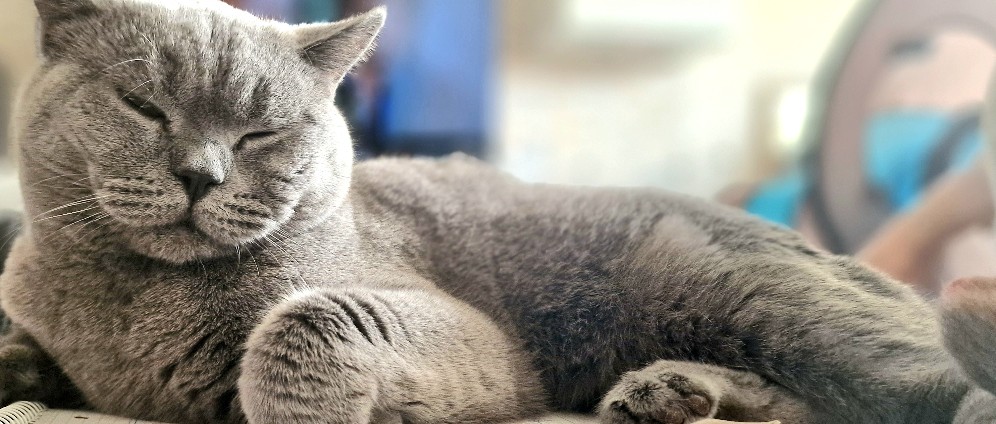 Spenden sammeln | Hilfe Medikamente für meinen Kater Balu mit FIP | Spendenseite