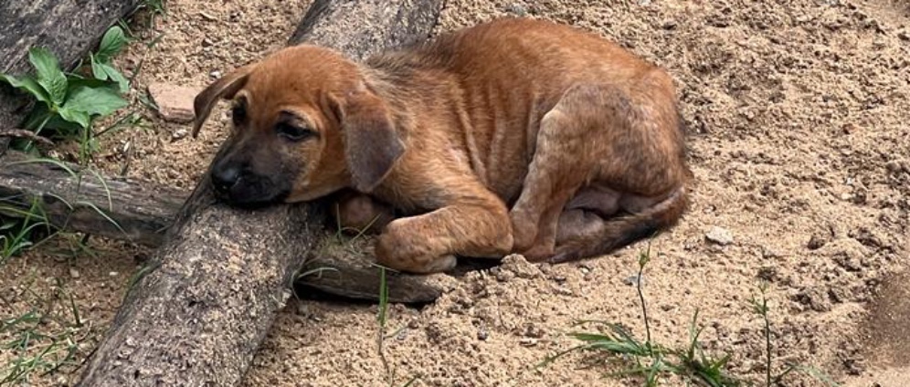 Spenden sammeln | Aktion Healthy Dog | Spendenseite