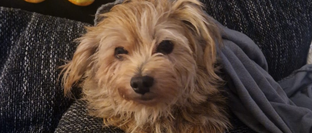 Spenden sammeln | Hundeoma Fina | Spendenseite
