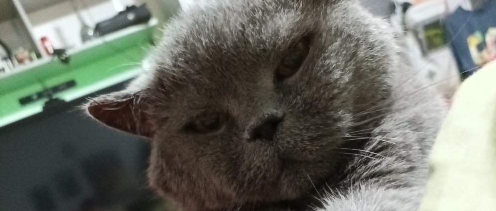 Spenden sammeln | OnlyCats | Spendenseite
