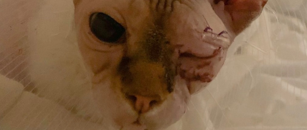 Spenden sammeln | Halb Blinde Katze braucht eine Behandlung | Spendenseite