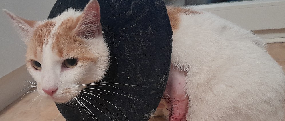 HILFE! Therapie kater des Kindes vom Jäger angesc | Spenden sammeln