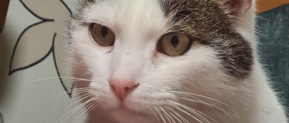 Spenden sammeln | Kater Mary braucht Unterstützung | Spendenseite