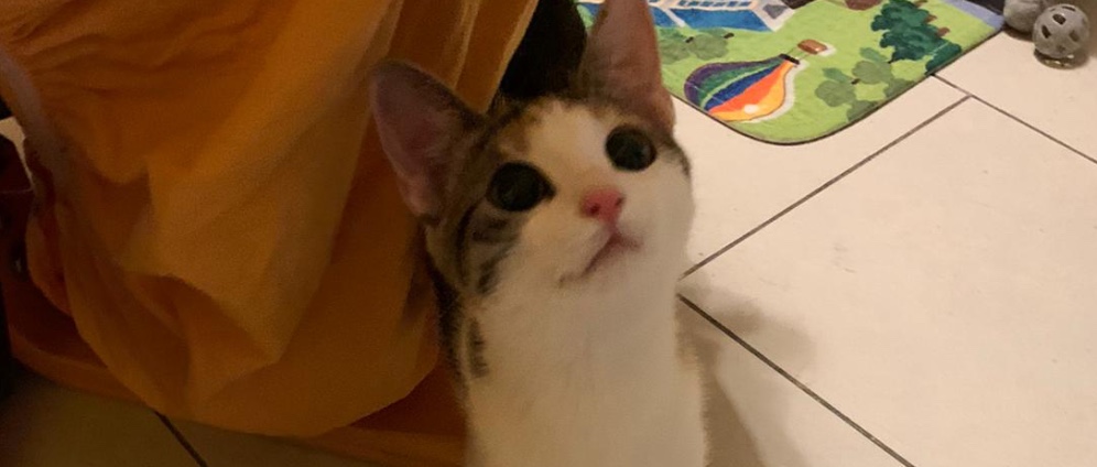Spenden sammeln | Operation unserer Katze Luna | Spendenseite