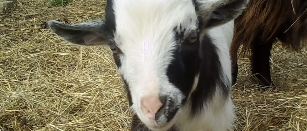 Spenden sammeln | Tierschutzverein Paradies für Nutztiere Ginsweiler | Spendenseite