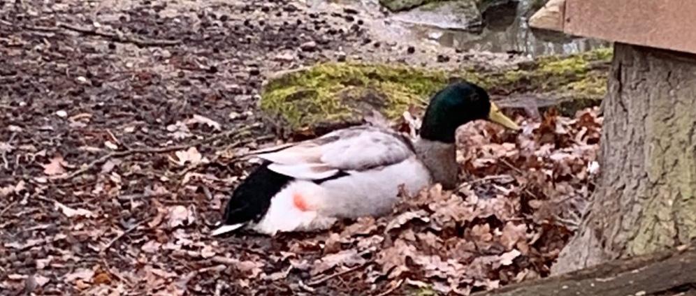Spenden sammeln | Spendenstream Vogelpark hassloch | Spendenseite