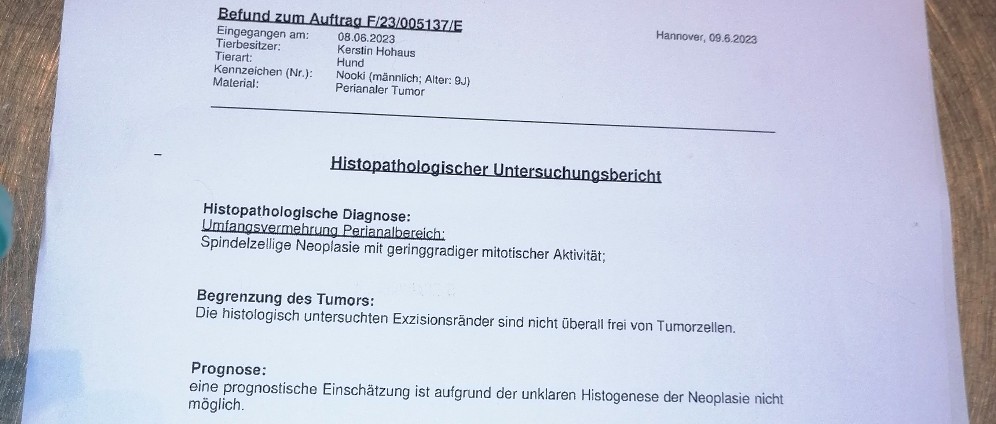 Spenden sammeln | Hilfe für Nooki | Spendenseite