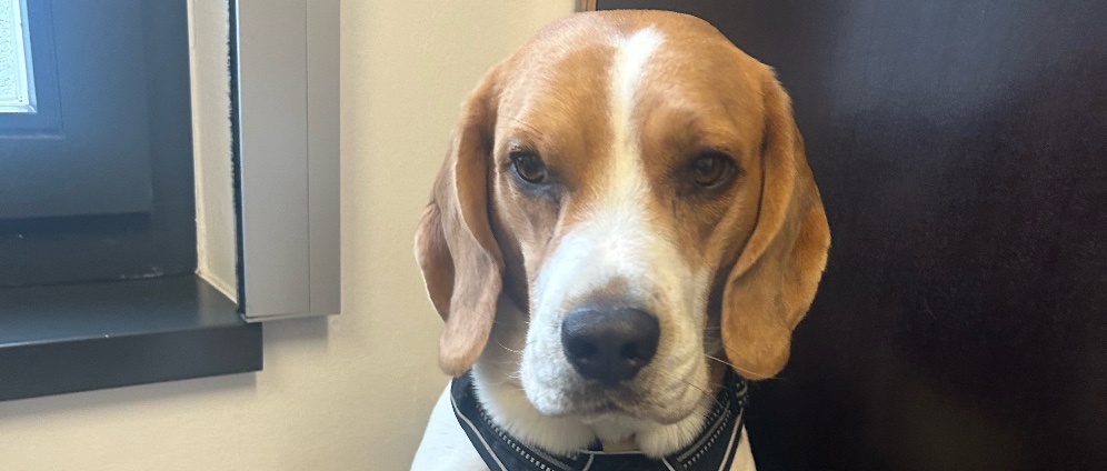 Spenden sammeln | Buddy | Spendenseite