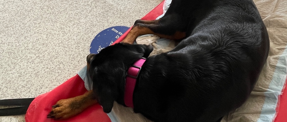 Spenden sammeln | Ich bitte um Hilfe Rotti Dame Hailey | Spendenseite