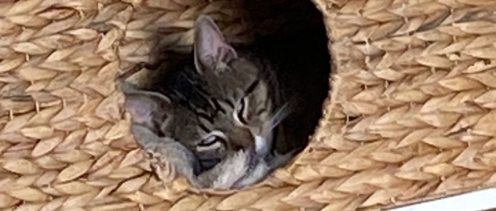 Spenden sammeln | Operation für Katze | Spendenseite