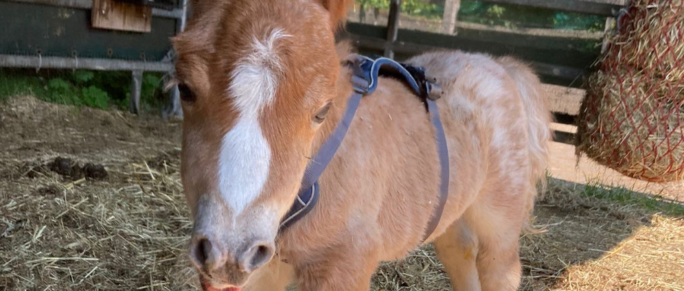 Spenden sammeln | Rettet Pony Fohlen Kalli | Spendenseite