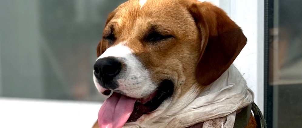 Spenden sammeln | Strassenhund Tyson , von Bodrum nach Deutschland | Spendenseite