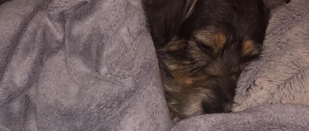 Spenden sammeln | Hilfe, mein Hund muss operiert werden | Spendenseite