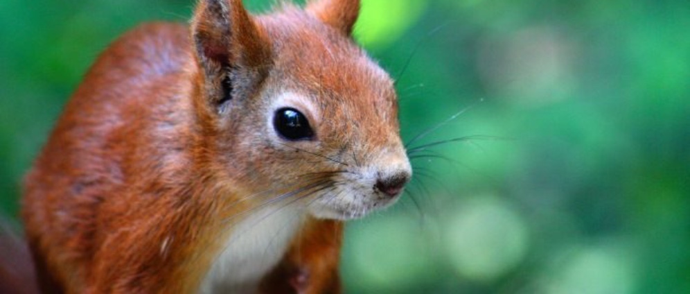 Spenden sammeln | Wildtierhilfe Nord | Spendenseite
