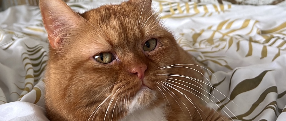 Spenden sammeln | Safe Garfield | Spendenseite