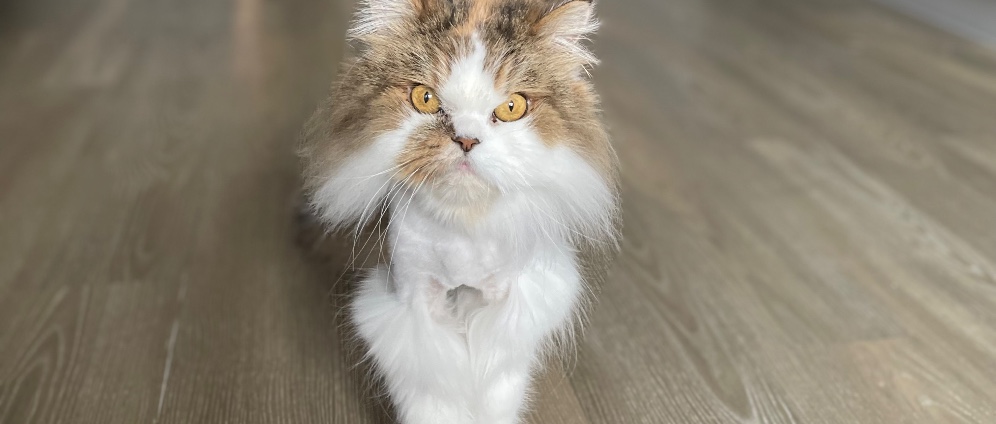 Spenden sammeln | Für meine Katze Mila | Spendenseite