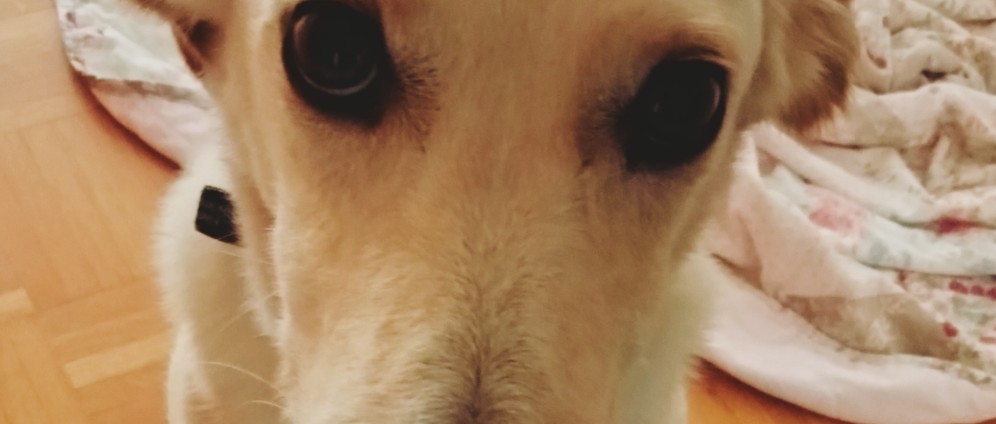 Spenden sammeln | Hilfe für Therapie Hund Gida | Spendenseite