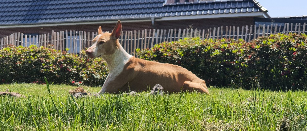 Spenden sammeln | Dobbys letzte Reise Tumorforschung Hund DE | Spendenseite
