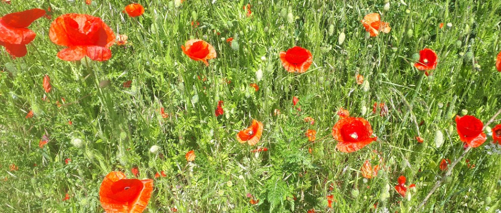 Spenden sammeln | Schutz für die Natur | Spendenseite