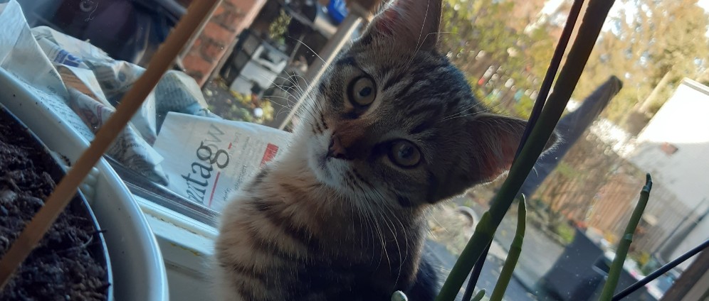 Spenden sammeln | 11 Monate tigerkatze braucht hilfe | Spendenseite