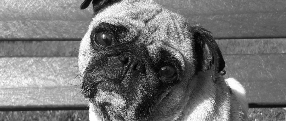 Spenden sammeln | Mein Seelenhund ist an Epilepsie gestorben | Spendenseite