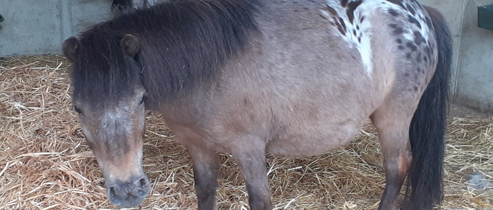 Spenden sammeln | Spenden für Pony fiona | Spendenseite