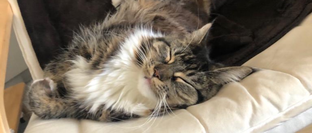 Spenden sammeln | Operation für unsere Katze Lilly | Spendenseite