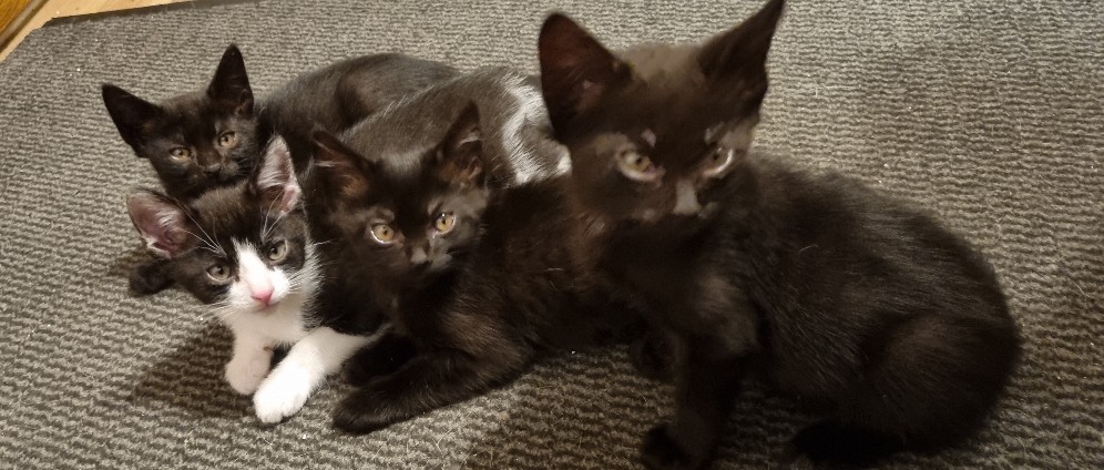 Spenden sammeln | Behandlung meiner 8 Katzen | Spendenseite