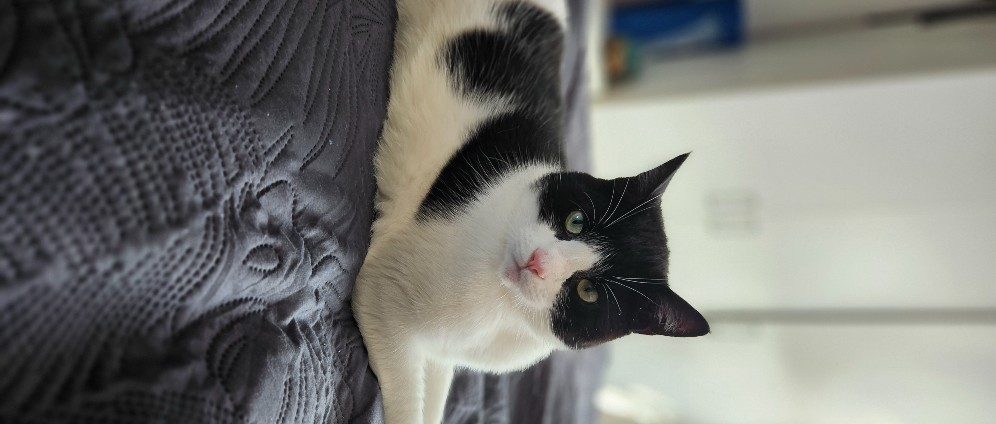 Spenden sammeln | Hilfe für Kater Kasimir | Spendenseite