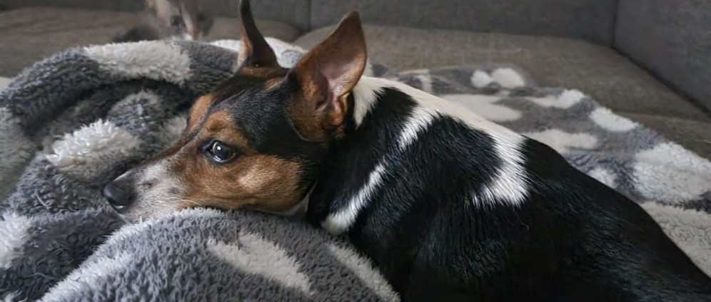 Spenden sammeln | Hunde Dame Luna ruft nach Hilfe. | Spendenseite