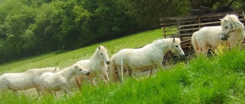 Spenden sammeln | Hilfe für Ponys | Spendenseite