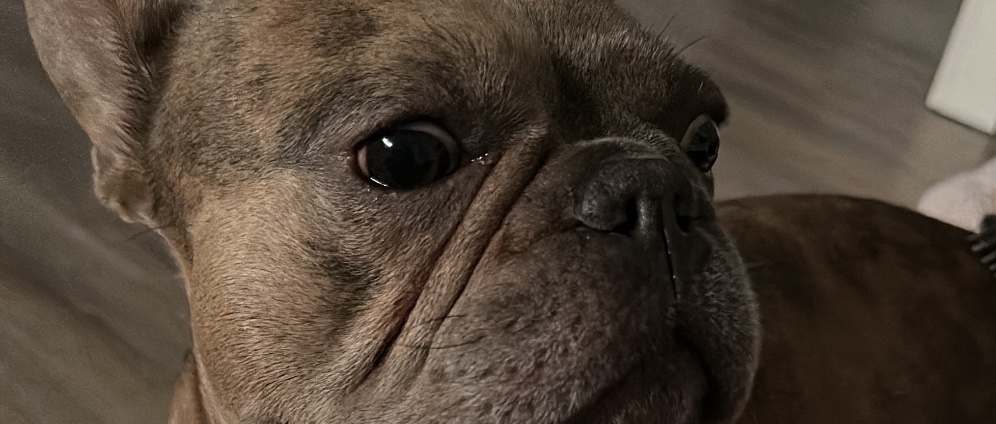 Spenden sammeln | Unser Hund Stitch, hatte einen schweren Ban | Spendenseite