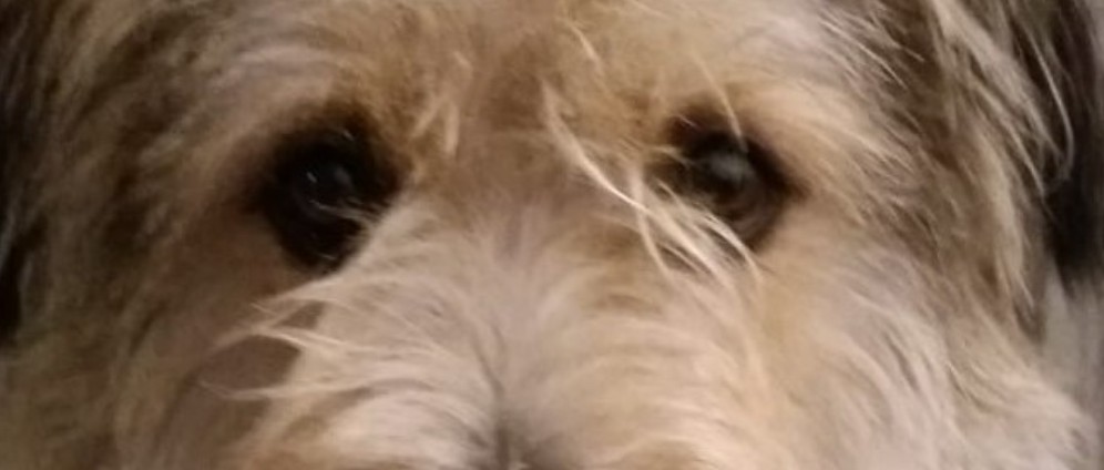 Spenden sammeln | Seelenhund Easy braucht Hilfe | Spendenseite