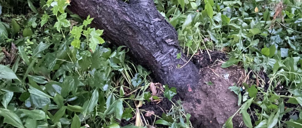 Spenden sammeln | Ein Baum für Scarlett | Spendenseite