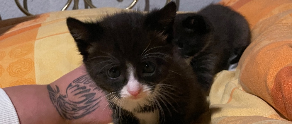 Spenden sammeln | Rettung von Kitten | Spendenseite