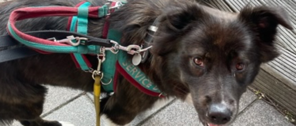 Spenden sammeln | Assistenzhund Erna | Spendenseite