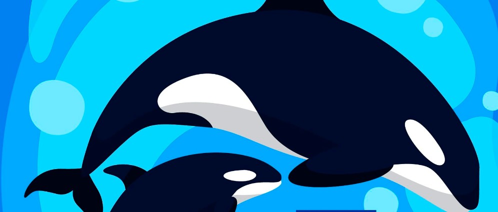 Spenden für Morgan das Orca Weibchen! | Spenden sammeln